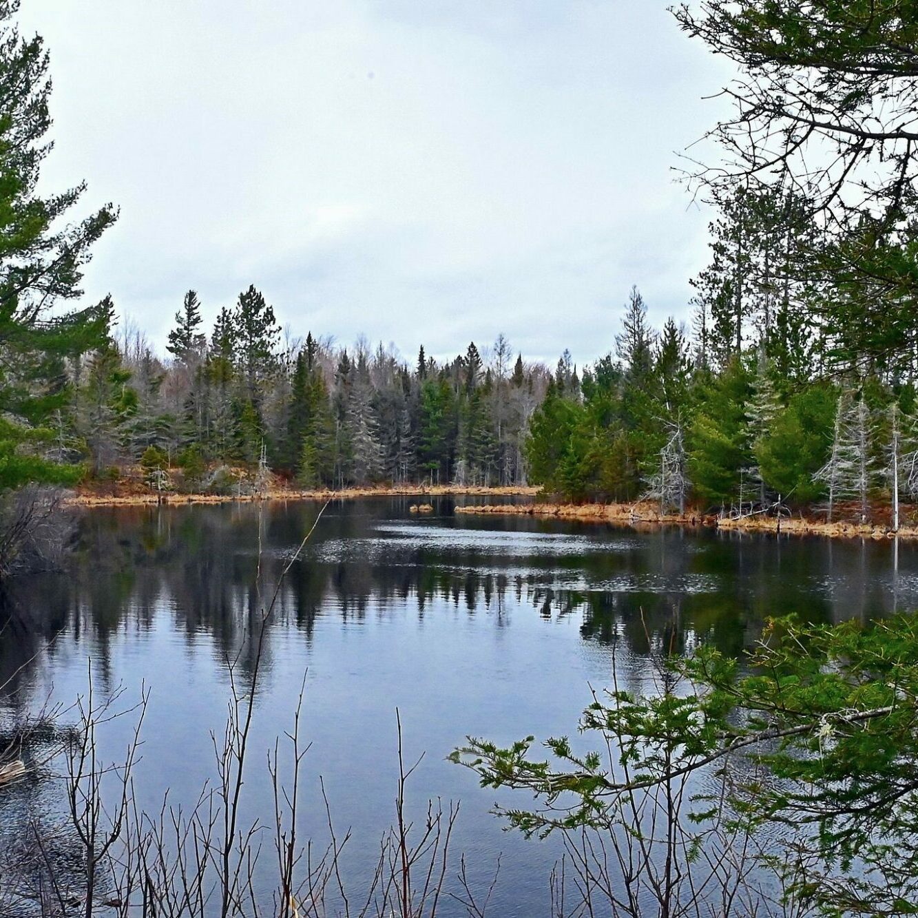 Tranquil forest lake surrounded by evergreen trees.