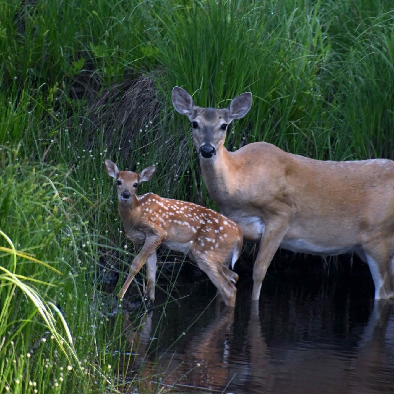 Doe and fawn wading in a serene woodland stream.