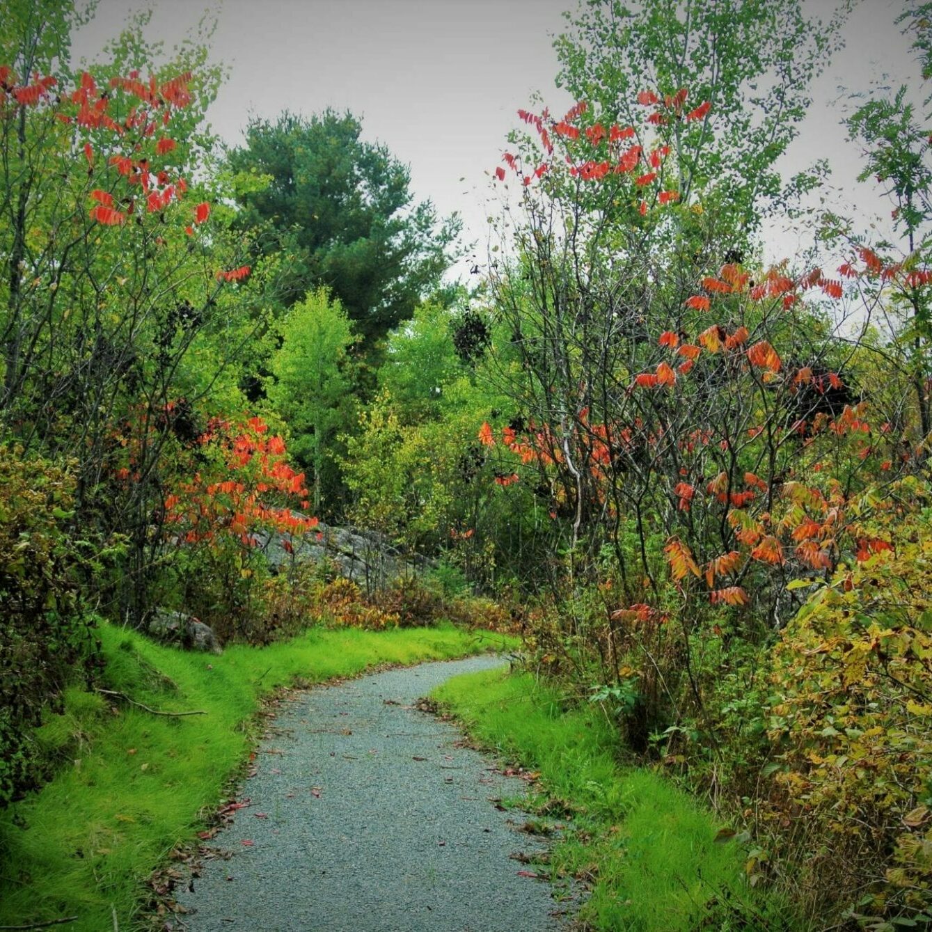 Winding trail through lush green forest with red foliage.