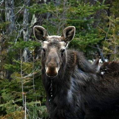 Moose standing in a forest, drooling.